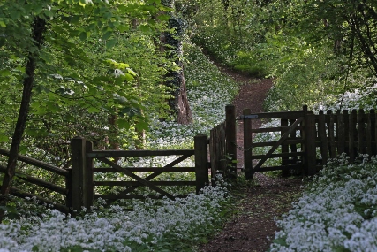 Dale Coppice in Ironbridge